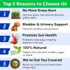 image:imageBARKampSPARK Green Grass Dog Chews  Dog Pee Grass amp Urine Neutralizer for Lawn Grass Burn Spot Chews with Probiotics amp Enzymes Helps Reduce Lawn Burn from Dog Urine 120 Soft Chews