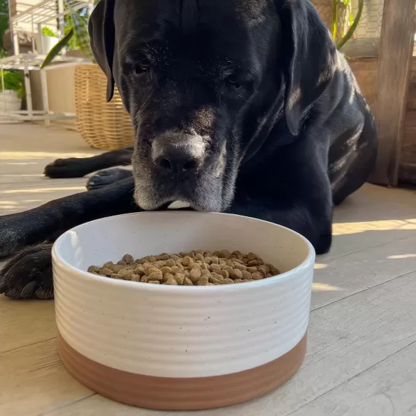 imageMora Ceramic Pet Bowl Size Medium  FoodWater Dish for Large Puppies Cats Retrievers Medium Sized Dogs ect 28oz or 4 Cups  Basic Bowls for Your Dog or Cat Mix and Match for a Set  CharcoalVanilla White