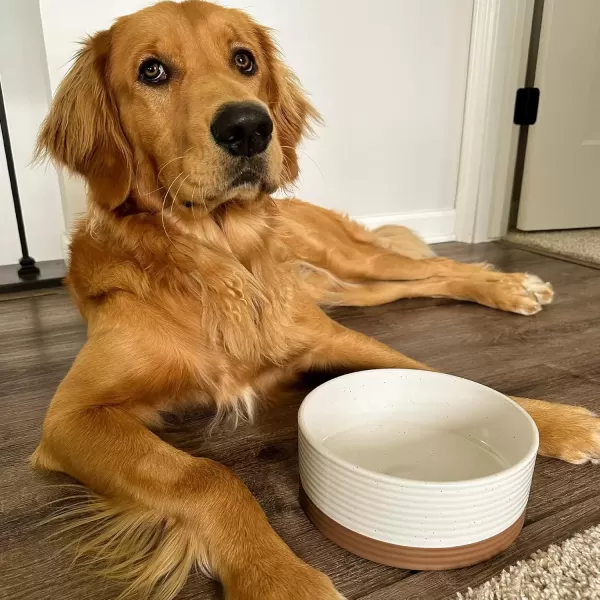 imageMora Ceramic Pet Bowl Size Medium  FoodWater Dish for Large Puppies Cats Retrievers Medium Sized Dogs ect 28oz or 4 Cups  Basic Bowls for Your Dog or Cat Mix and Match for a Set  CharcoalVanilla White