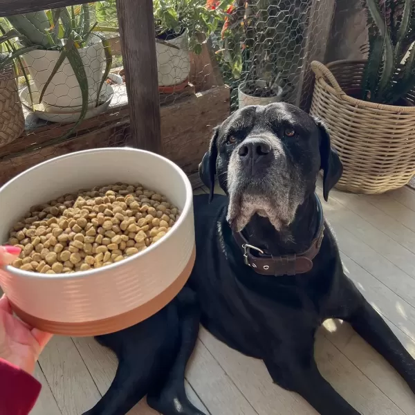 imageMora Ceramic Pet Bowl Size Medium  FoodWater Dish for Large Puppies Cats Retrievers Medium Sized Dogs ect 28oz or 4 Cups  Basic Bowls for Your Dog or Cat Mix and Match for a Set  CharcoalVanilla White