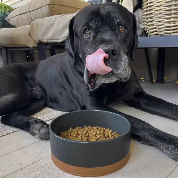 imageMora Ceramic Pet Bowl Size Medium  FoodWater Dish for Large Puppies Cats Retrievers Medium Sized Dogs ect 28oz or 4 Cups  Basic Bowls for Your Dog or Cat Mix and Match for a Set  CharcoalCharcoal