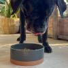 image:imageMora Ceramic Pet Bowl Size Large  FoodWater Dish for Large Dogs Cats Great Dane Mastiff ect 50oz or 8 Cups  Basic Bowls for Your Large Dog or Cat Mix and Match for a Set  OatCharcoal