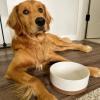 image:imageMora Ceramic Pet Bowl Size Large  FoodWater Dish for Large Dogs Cats Great Dane Mastiff ect 50oz or 8 Cups  Basic Bowls for Your Large Dog or Cat Mix and Match for a Set  OatVanilla White