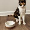 image:imageMora Ceramic Pet Bowl Size Large  FoodWater Dish for Large Dogs Cats Great Dane Mastiff ect 50oz or 8 Cups  Basic Bowls for Your Large Dog or Cat Mix and Match for a Set  OatVanilla White