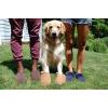 imageFireside by Dearfoams Mens Grafton Genuine Shearling IndoorOutdoor ClogChestnut