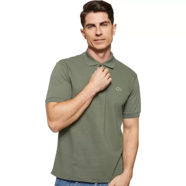 Aucuba Green