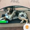 imageKampampH Pet Products Original Pet Cot Elevated Dog Bed ampamp Cot Canopy ChocolateBlack Mesh LargeChocolateBlack Mesh