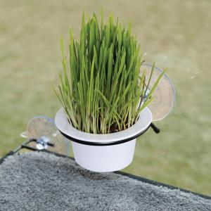 imageKampampH Pet Products EZ Mount Cat Grass Grow Station for Window  Healthy Home Grown Grass Cat Kit for Bored Indoor Adult Cats Pairs Purrfectly with Cat Window Perches Farmed in USA NonGMO Grass