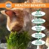 imageKampampH Pet Products Cat Grass Grow Station Growing Cup Refills for KampampH EZ Mount Products  Healthy Home Grown Grass Cat Toys for Bored Indoor Adult Cats Farmed in USA NonGMO  Refill ONLY  2 Pack