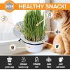 imageKampampH Pet Products Cat Window Perch Bundle  KampampH EZ Mount Window Mounted Cat Perch with Kitty Face  KampampH EZ Mount Cat Grass Grow Station for Window with 1 Grass Refill  Happy Cat