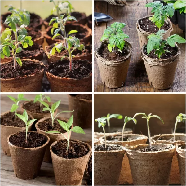 Homenote Peat Pots, 60 Pcs 4 Inch Seed Starting Pots with Drainage Holes Round Nursery Pot, Plants Pots with Bonus 20 Plant Labels