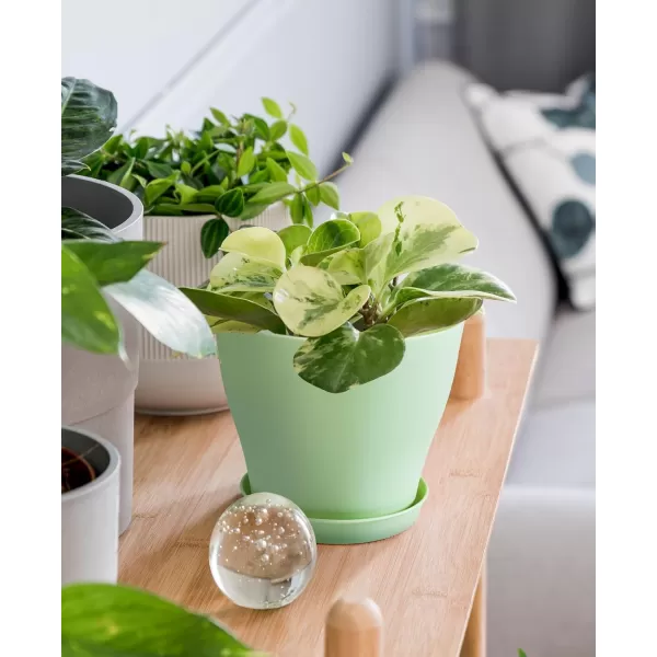 homenote Plant Pots, Set of 15 Plastic Planters with Multiple Drainage Holes and Tray 6 inch Indoor Plant Pot for All Home Garden Flowers Succulents 