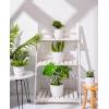 imageHomenote 76554845 Inch Modern Plastic Planter White  Indoor Plant Pot with Drainage Hole ampamp Tray for Succulents Flowers CactusWhite