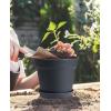 imageHomenote Pots for Plants 15 Pack 6 Inch Plastic Planters with Multiple Drainage Holes and TrayPlant Pots for All Home Garden Flowers Succulents BlackBlack15pcs