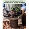 imagehomenote Clear Nursery Pots for Plants3 Inch Plant Pot for Planting Plastic Seedling Pots with Drainage Holes Seed Starter Pot Flower Pots High Transparency with 20 Plant Labels 60 PackTransparencyno Lid