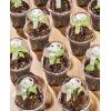 imagehomenote Clear Nursery Pots for Plants3 Inch Plant Pot for Planting Plastic Seedling Pots with Drainage Holes Seed Starter Pot Flower Pots High Transparency with 20 Plant Labels 60 PackTransparencywith Lid