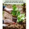 imagehomenote Clear Nursery Pots for Plants3 Inch Plant Pot for Planting Plastic Seedling Pots with Drainage Holes Seed Starter Pot Flower Pots High Transparency with 20 Plant Labels 60 PackTransparencyno Lid