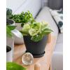 imagehomenote Plant Pots Set of 15 Plastic Planters with Multiple Drainage Holes and Tray 6 inch Indoor Plant Pot for All Home Garden Flowers Succulents Black