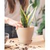 imagehomenote Plant Pots Set of 15 Plastic Planters with Multiple Drainage Holes and Tray 6 inch Indoor Plant Pot for All Home Garden Flowers Succulents Colorful