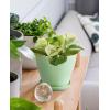 imagehomenote Plant Pots Set of 15 Plastic Planters with Multiple Drainage Holes and Tray 6 inch Indoor Plant Pot for All Home Garden Flowers Succulents Colorful