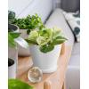 imagehomenote Plant Pots Set of 15 Plastic Planters with Multiple Drainage Holes and Tray 6 inch Indoor Plant Pot for All Home Garden Flowers Succulents White