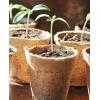 imagehomenote Peat Pots 60 Pcs 315 Inch Seed Starting Pots with Drainage Holes Round Nursery Plants Pots with Bonus 20 Plant Lab60