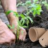 imagehomenote Peat Pots 60 Pcs 315 Inch Seed Starting Pots with Drainage Holes Round Nursery Plants Pots with Bonus 20 Plant Lab60