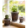 image:imagehomenote 3 Inch Clear Nursery Pots 30 Pack with Humidity DomesampPlant SaucersRigid Plastic Nursery Pots with DrainageTransparent Flower Pots for Seedlings360 Rotary VentIndoor Outdoor GardenWith Humidity Domes