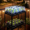 image:imagehomenote 4 Inch Seed Starting Trays with Humidity Domes for Plants 4 Pack 12Cell Seedling Starter Trays Plant Starter Germination Trays for Pots Seedlings for Indoor4 Opening Compatible Pots4 Inch