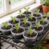 image:imagehomenote 4 Inch Seed Starting Trays with Humidity Domes for Plants 4 Pack 12Cell Seedling Starter Trays Plant Starter Germination Trays for Pots Seedlings for Indoor4 Opening Compatible Pots4 Inch
