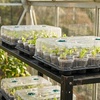 image:imagehomenote 4 Inch Seed Starting Trays with Humidity Domes for Plants 4 Pack 12Cell Seedling Starter Trays Plant Starter Germination Trays for Pots Seedlings for Indoor4 Opening Compatible Pots3 Inch