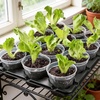image:imagehomenote 4 Inch Seed Starting Trays with Humidity Domes for Plants 4 Pack 12Cell Seedling Starter Trays Plant Starter Germination Trays for Pots Seedlings for Indoor4 Opening Compatible Pots4 Inch
