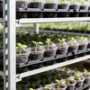 image:imagehomenote 4 Inch Seed Starting Trays with Humidity Domes for Plants 4 Pack 12Cell Seedling Starter Trays Plant Starter Germination Trays for Pots Seedlings for Indoor4 Opening Compatible Pots3 Inch